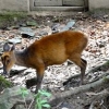 Witness the Wild Life of Himalyas at Chail Wild Life Santuary